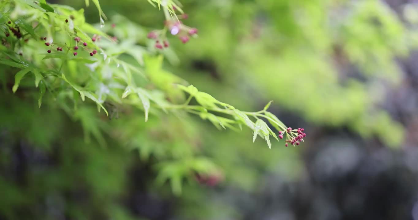 枫叶嫩芽 春天 雨水视频素材