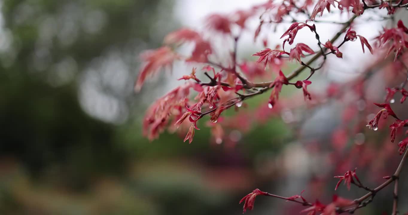 枫叶嫩芽 春天 雨水视频素材