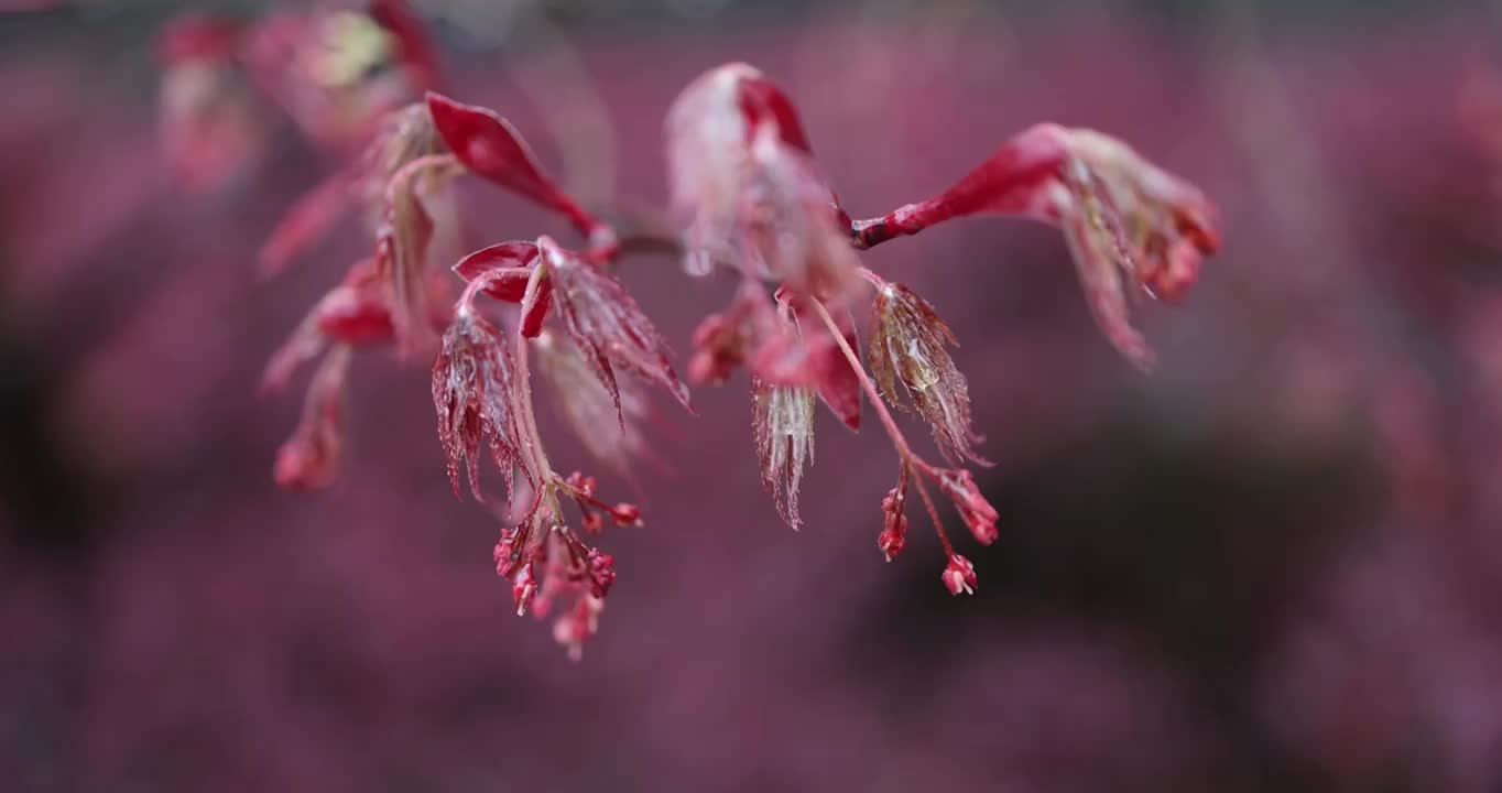 枫叶嫩芽 春天 雨水视频素材