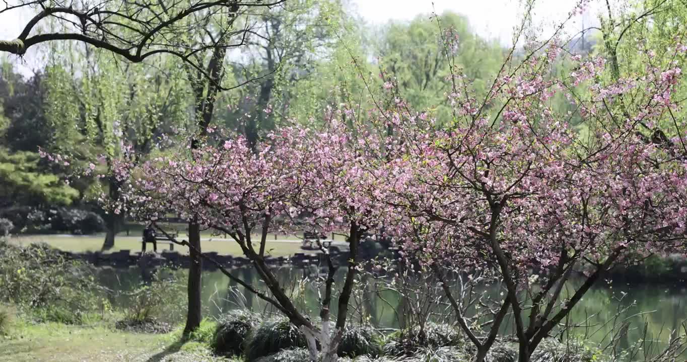 春天盛开的海棠花 垂丝海棠 春天视频素材