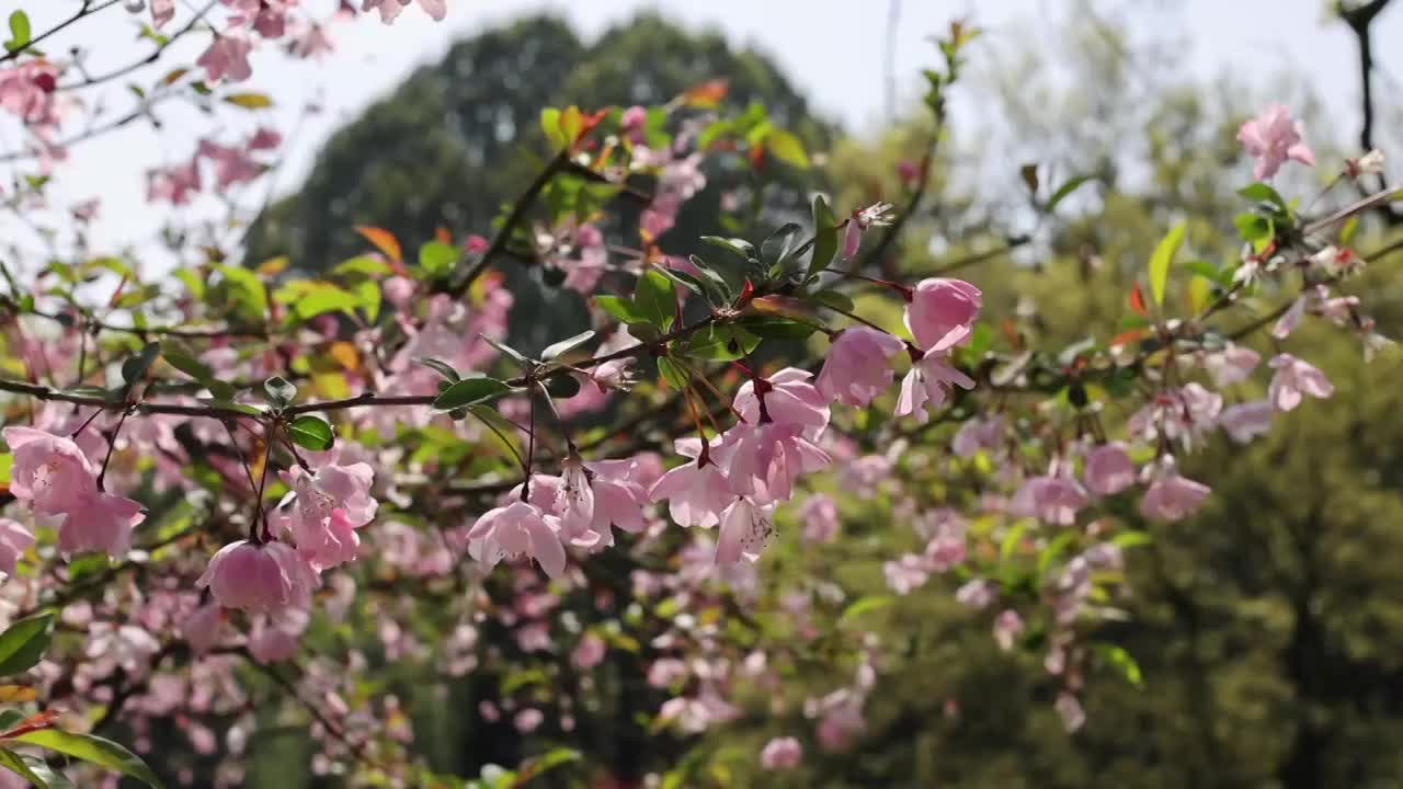 春天盛开的海棠花 垂丝海棠 春天视频素材