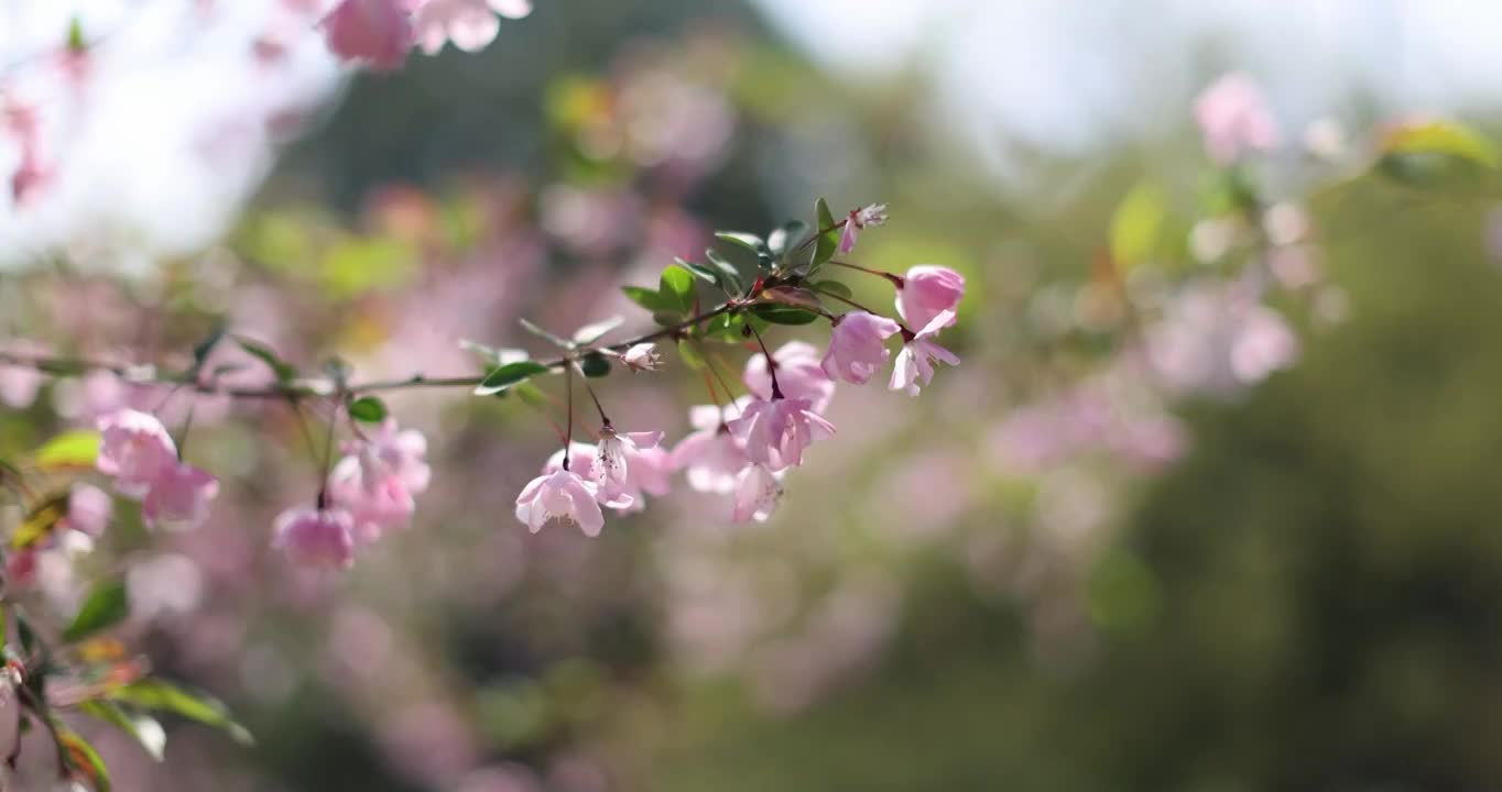 春天盛开的海棠花 垂丝海棠 春天视频素材