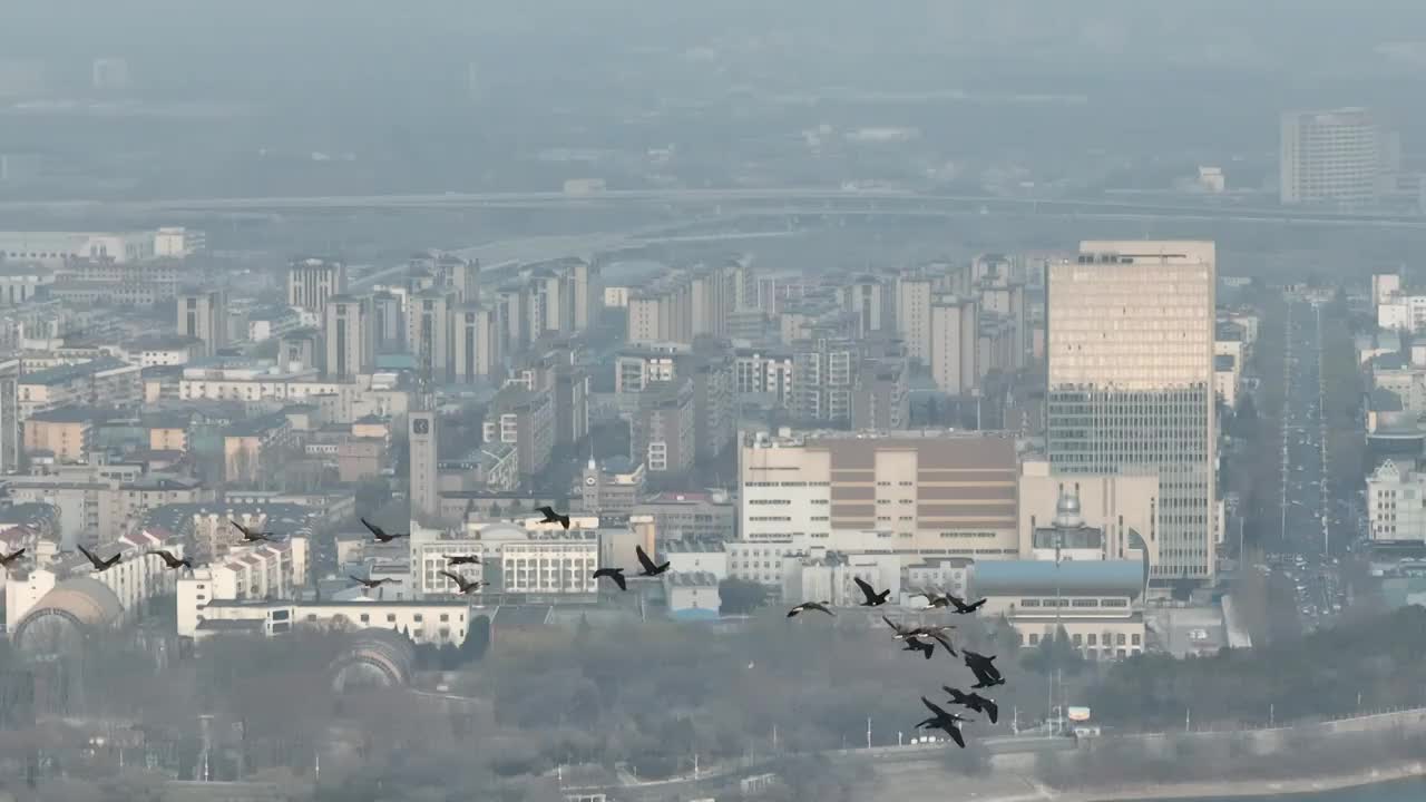 北京怀柔水库春天豆雁鸬鹚飞翔航拍视频素材