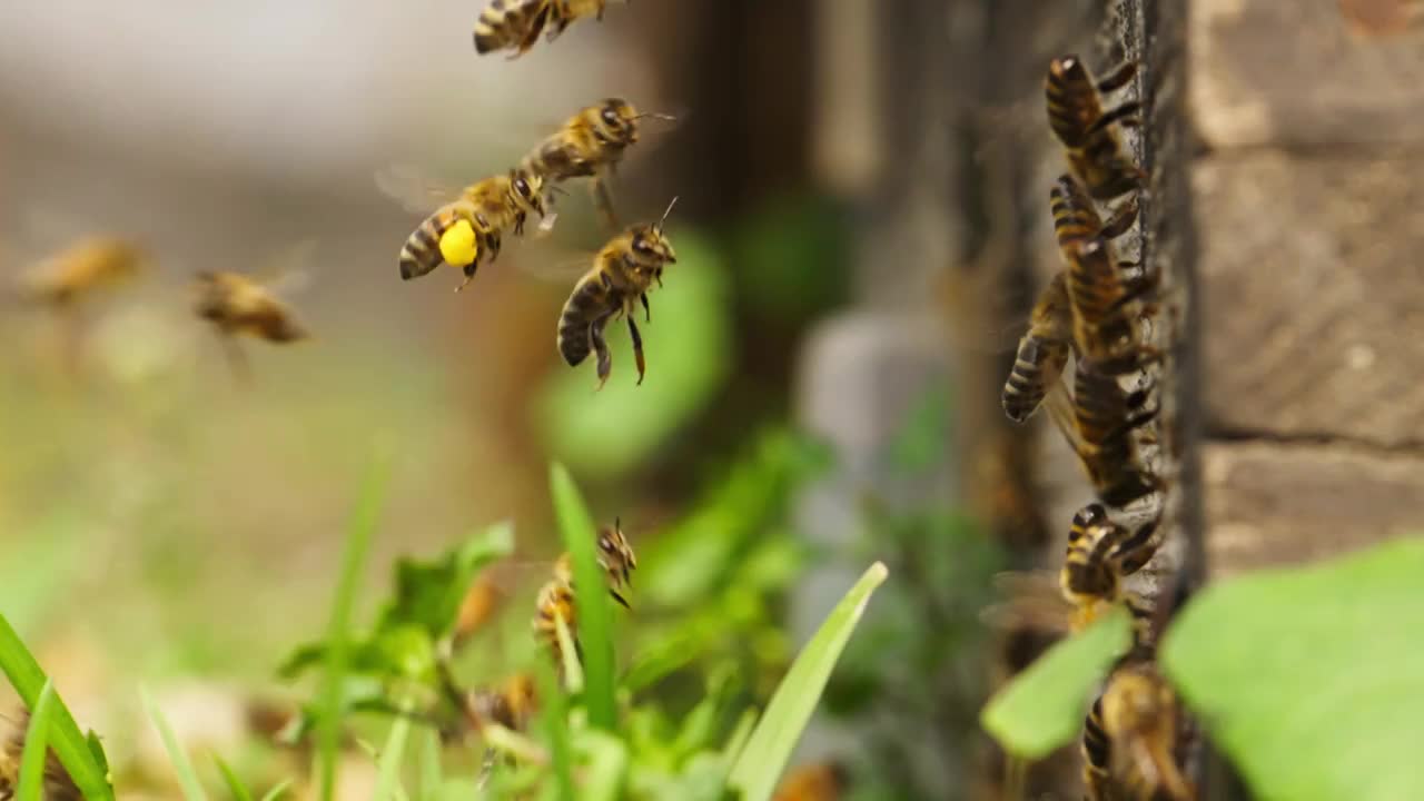 春天的养蜂场蜜蜂阳光下成群飞舞视频下载