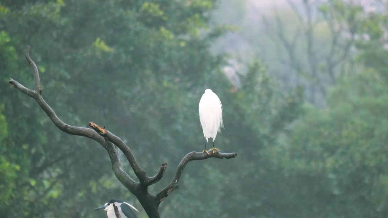 春天阴雨连绵一只小白鹭孤独站在枝头上早春三月清明时节雨纷纷意境优雅江南大地茫茫烟雨春雨绵绵梅雨季节视频素材