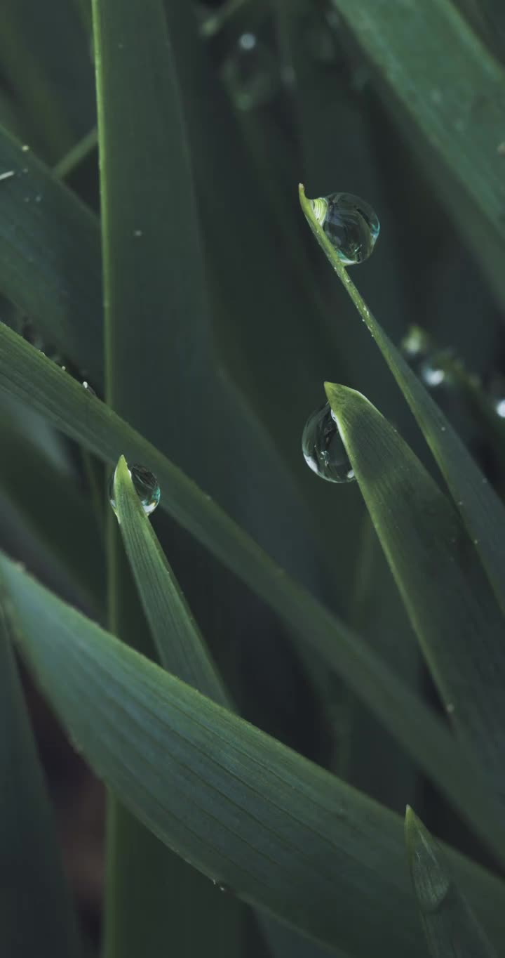 【4K】公园清晨草地 露珠露水视频素材