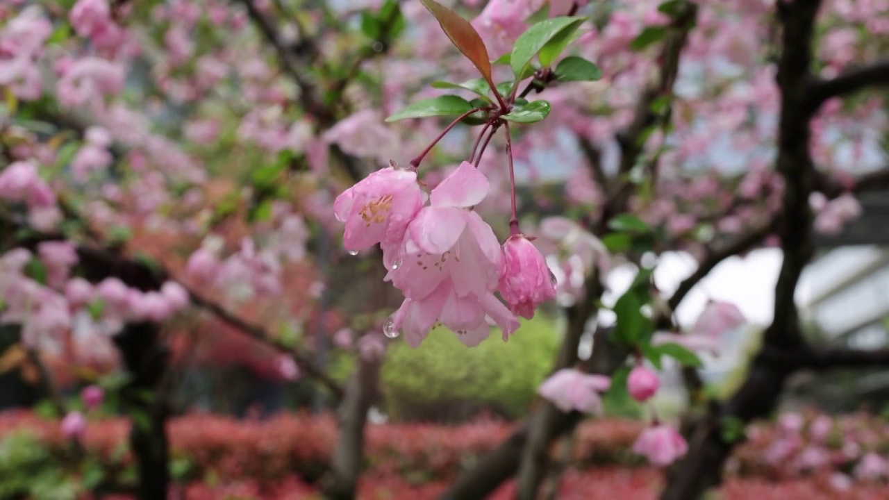 海棠花 垂丝海棠 春天视频素材