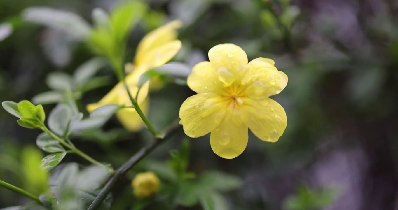 迎春花 春天 小黄花视频素材