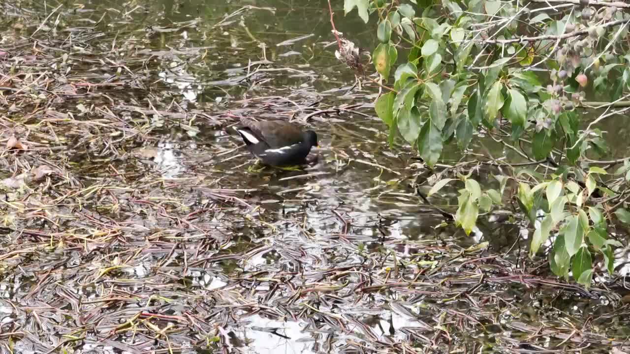 湖南岳阳市黑水鸡航拍视频素材