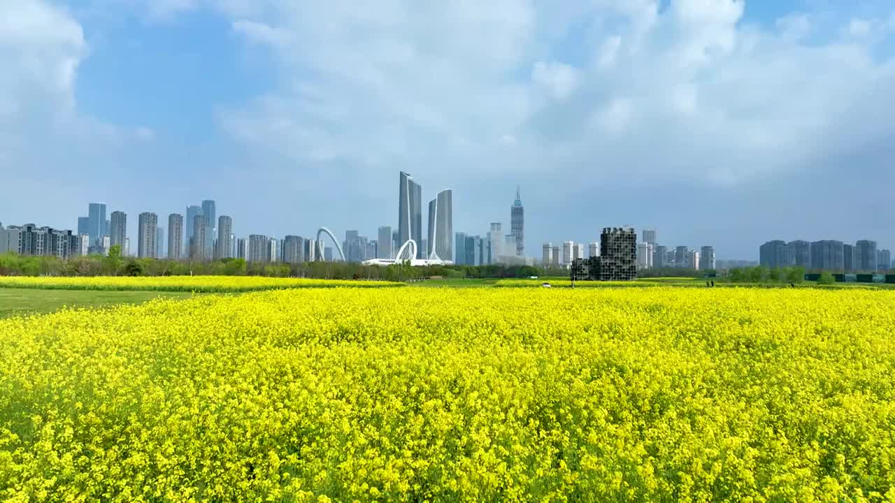 都市油菜花南京江心洲远眺河西新城视频下载