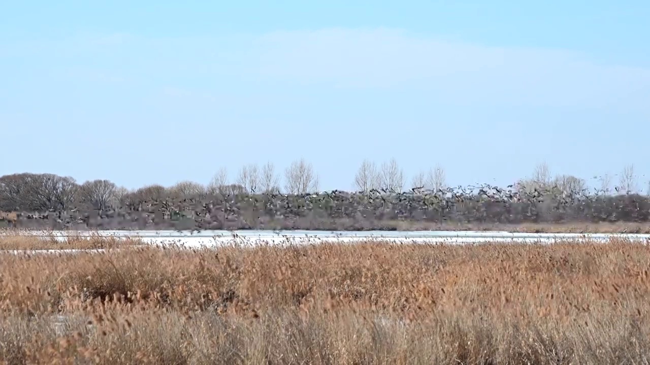 湿地候鸟视频下载