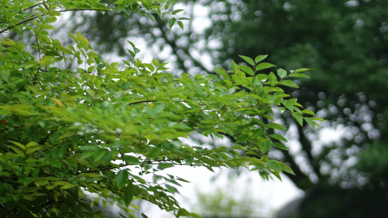 雨季的早晨森林雨雾未散雨水滋润着树木雾蒙蒙微风吹过祖国南方清明雨水淅淅沥沥苍翠欲滴枝繁叶茂充满意境美视频素材