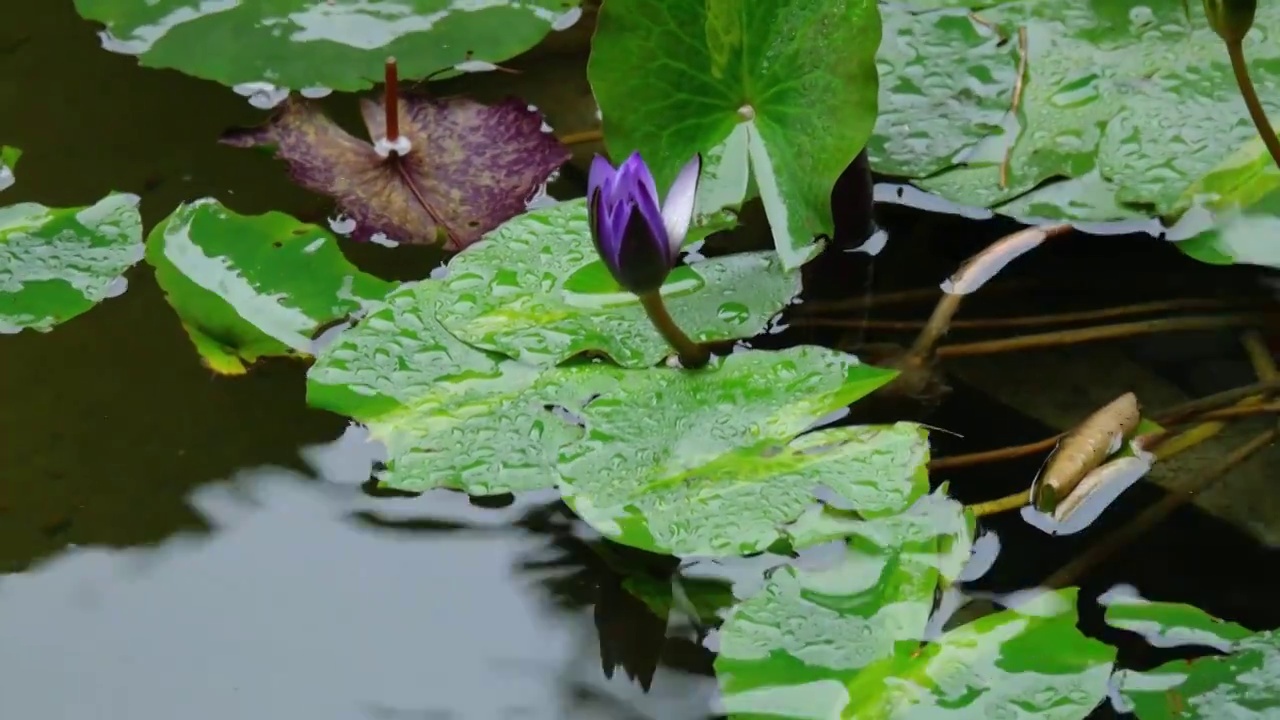 清晨雨水滋润大地池塘流水里的睡莲开花早春三月荷塘莲花开亭亭玉立婀娜多姿叶面水珠优雅冷艳纯洁清香袭人视频素材