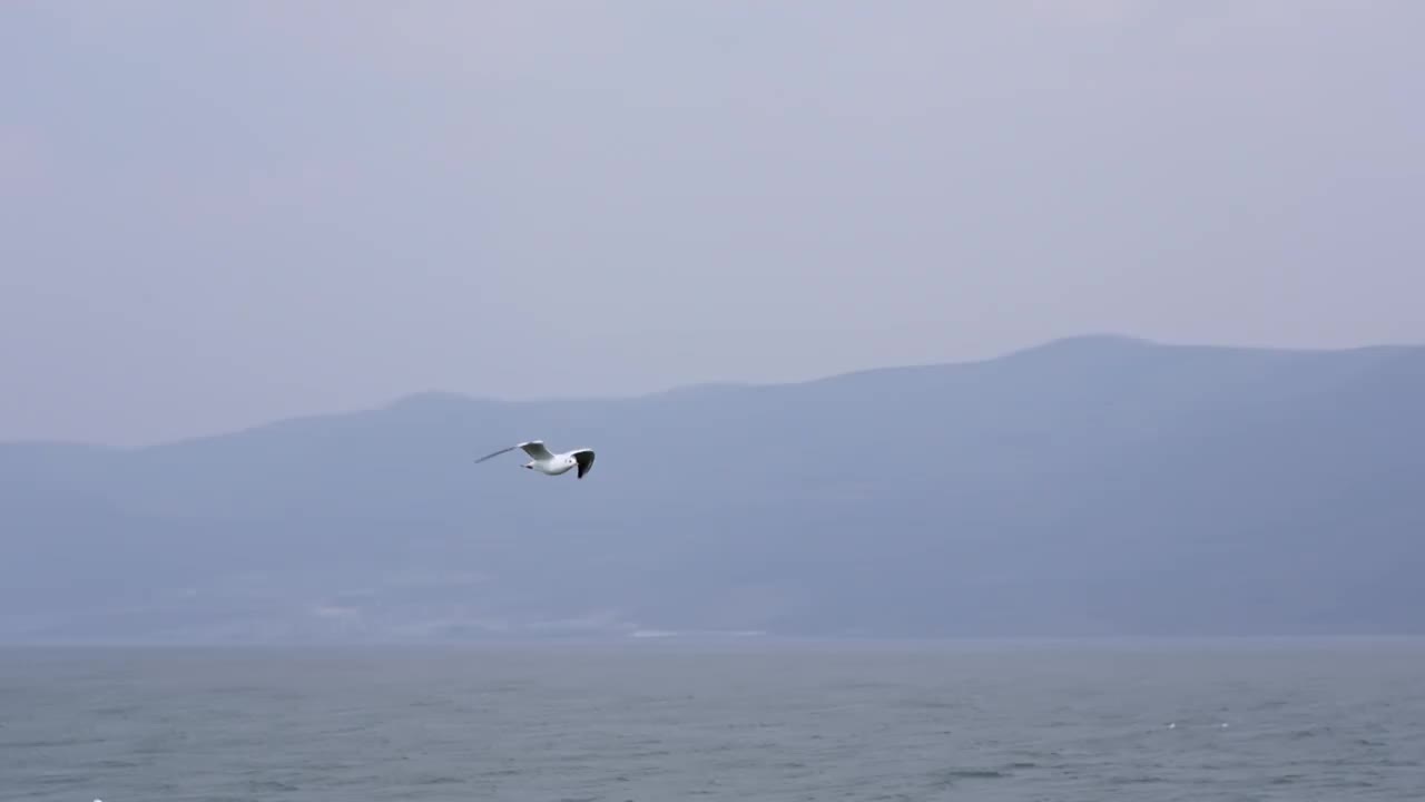 云南大理洱海海鸥升格慢镜头实拍视频视频素材