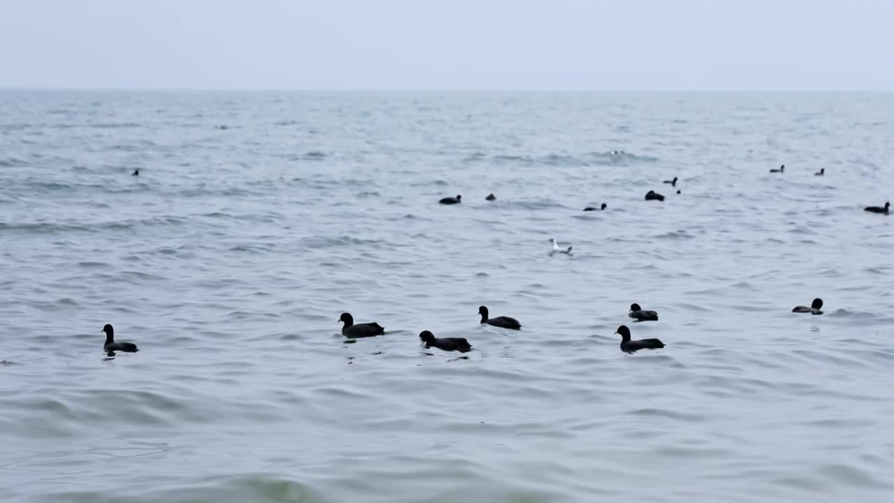 云南大理洱海海鸥升格慢镜头实拍视频视频素材