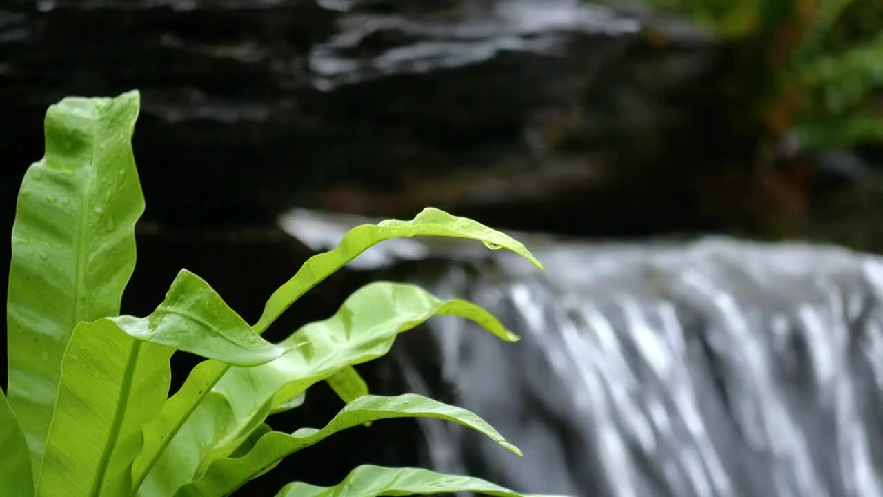 小溪河流泉水流动背景巢蕨前景慢慢摆动微风吹拂雨水季节自然界逐渐恢复生机山涧溪水潺潺流水不断初春冰雪融视频素材