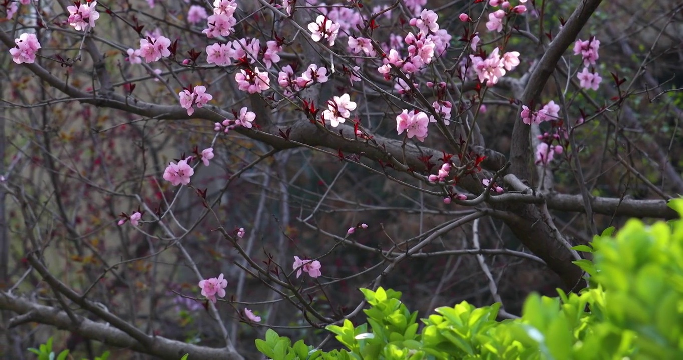 春天公园里盛开的花朵视频素材