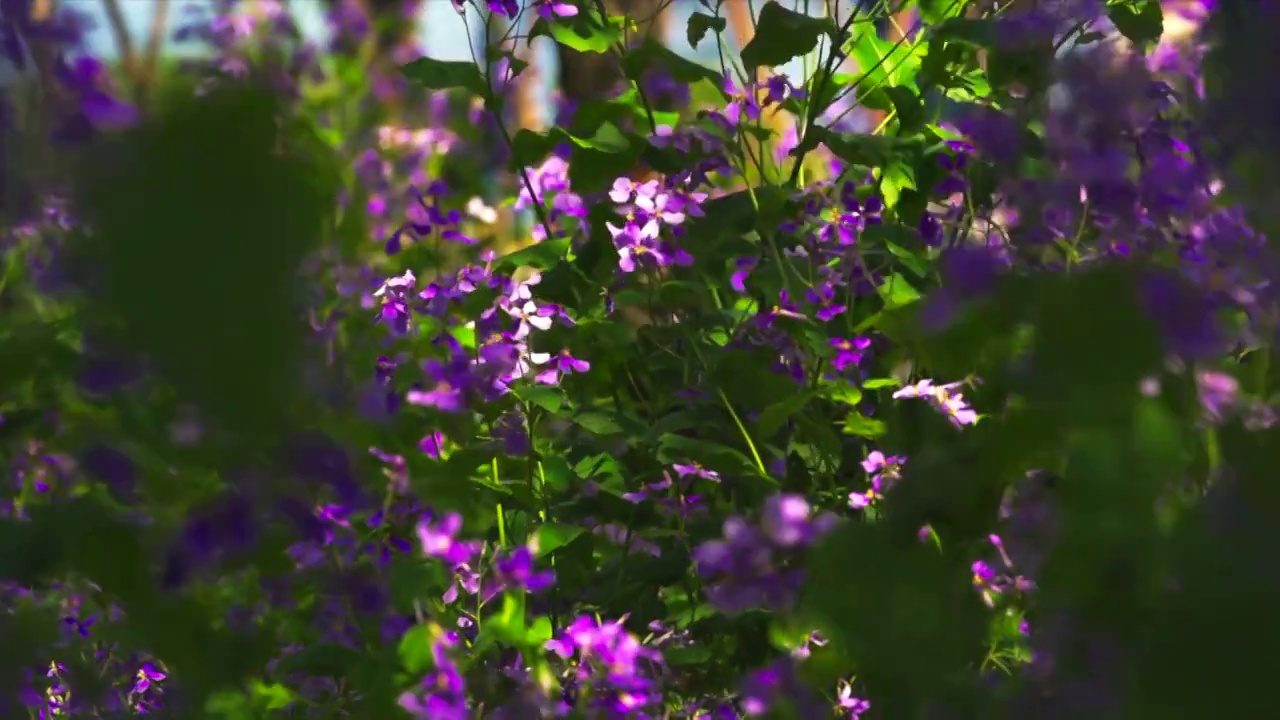 三月的杭州西湖春暧花开视频素材