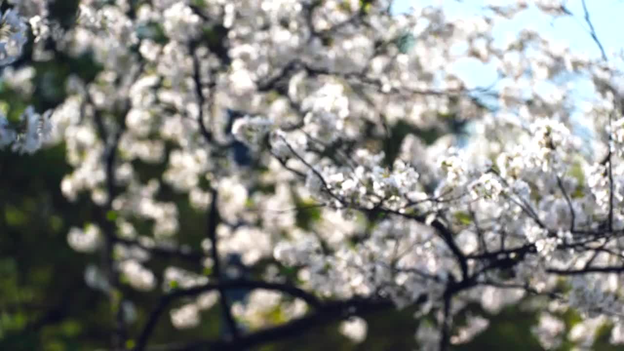 三月的杭州西湖春暧花开视频素材