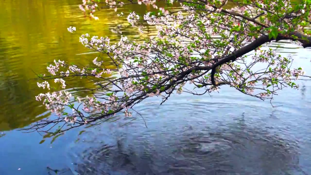 三月的杭州西湖春暧花开视频素材