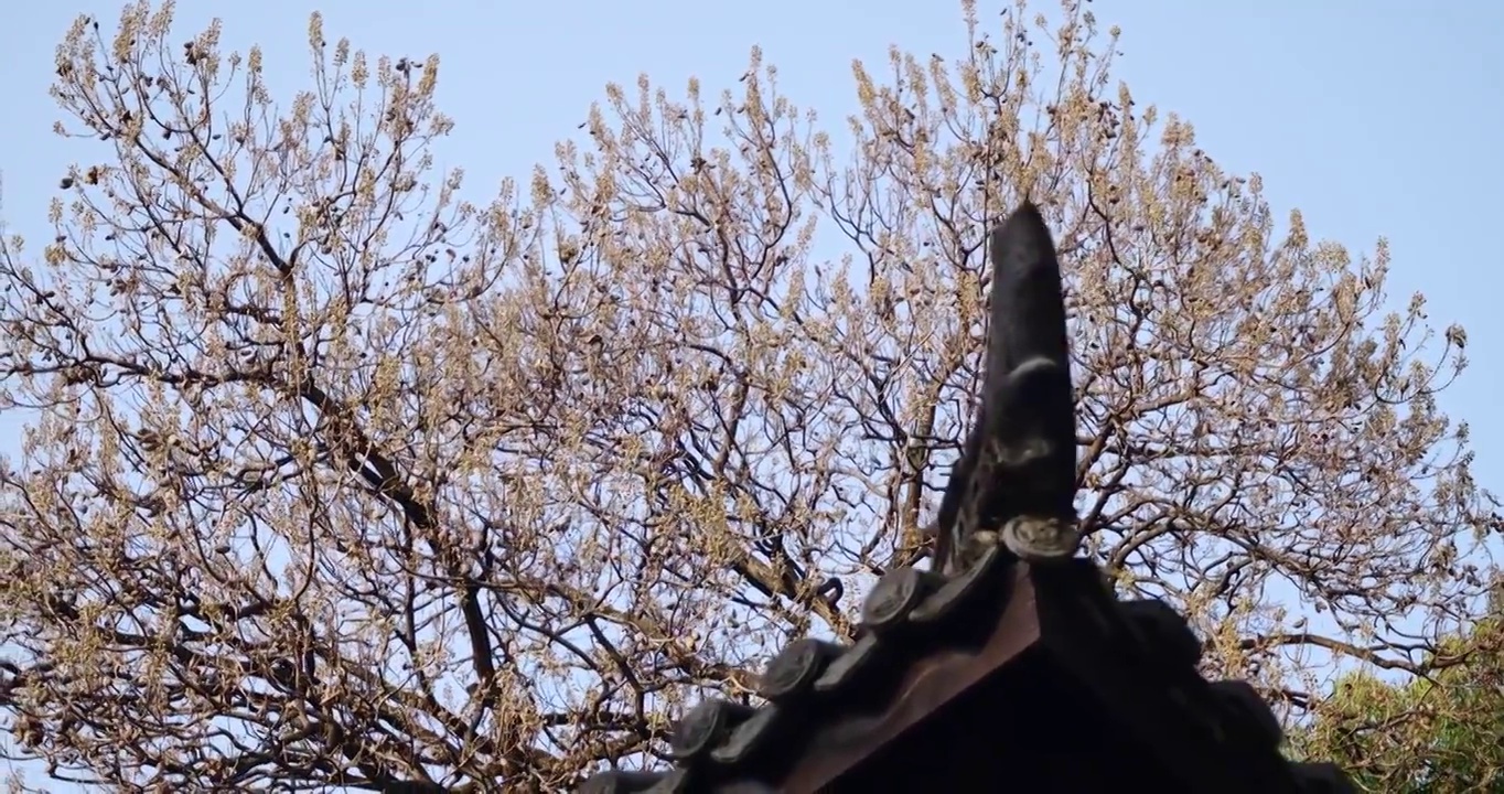 传统建筑屋檐视频下载