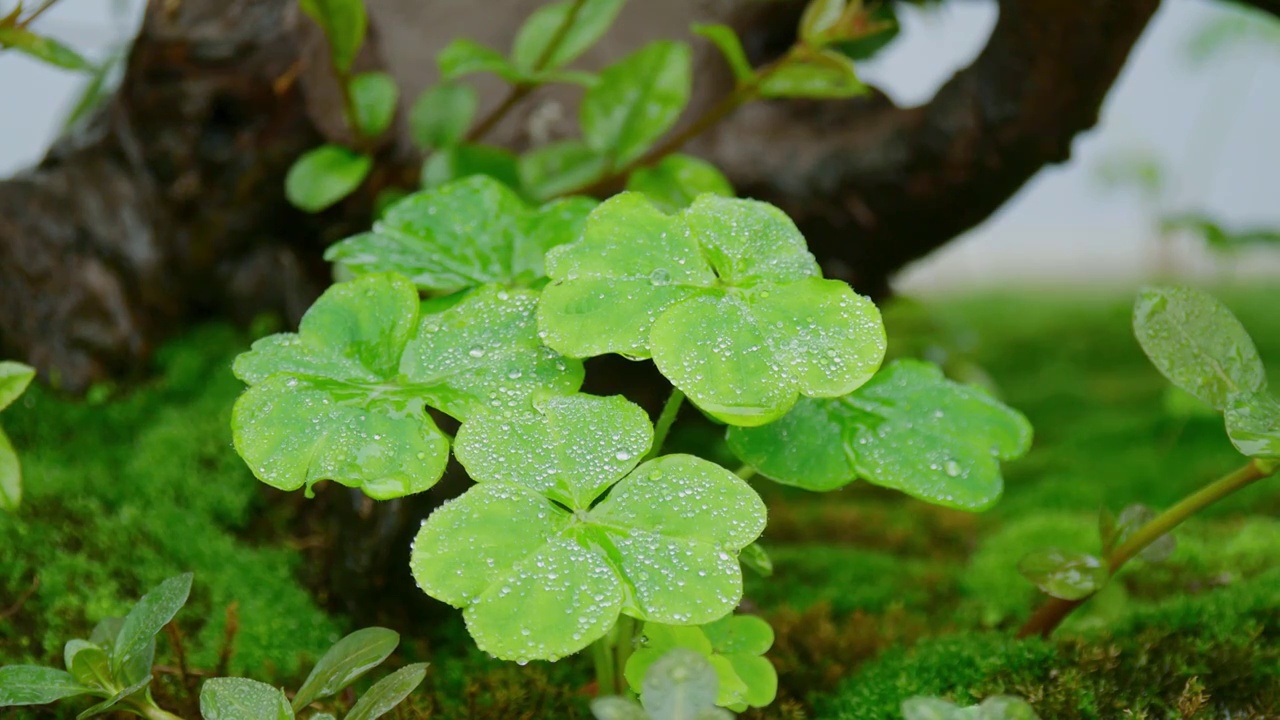 清晨雾气微风水雾吹拂三叶草上水珠露水像珍珠般闪耀着晶莹剔透光泽早晨仙气飘飘浓密细雨充满春天浓雾气息视频素材