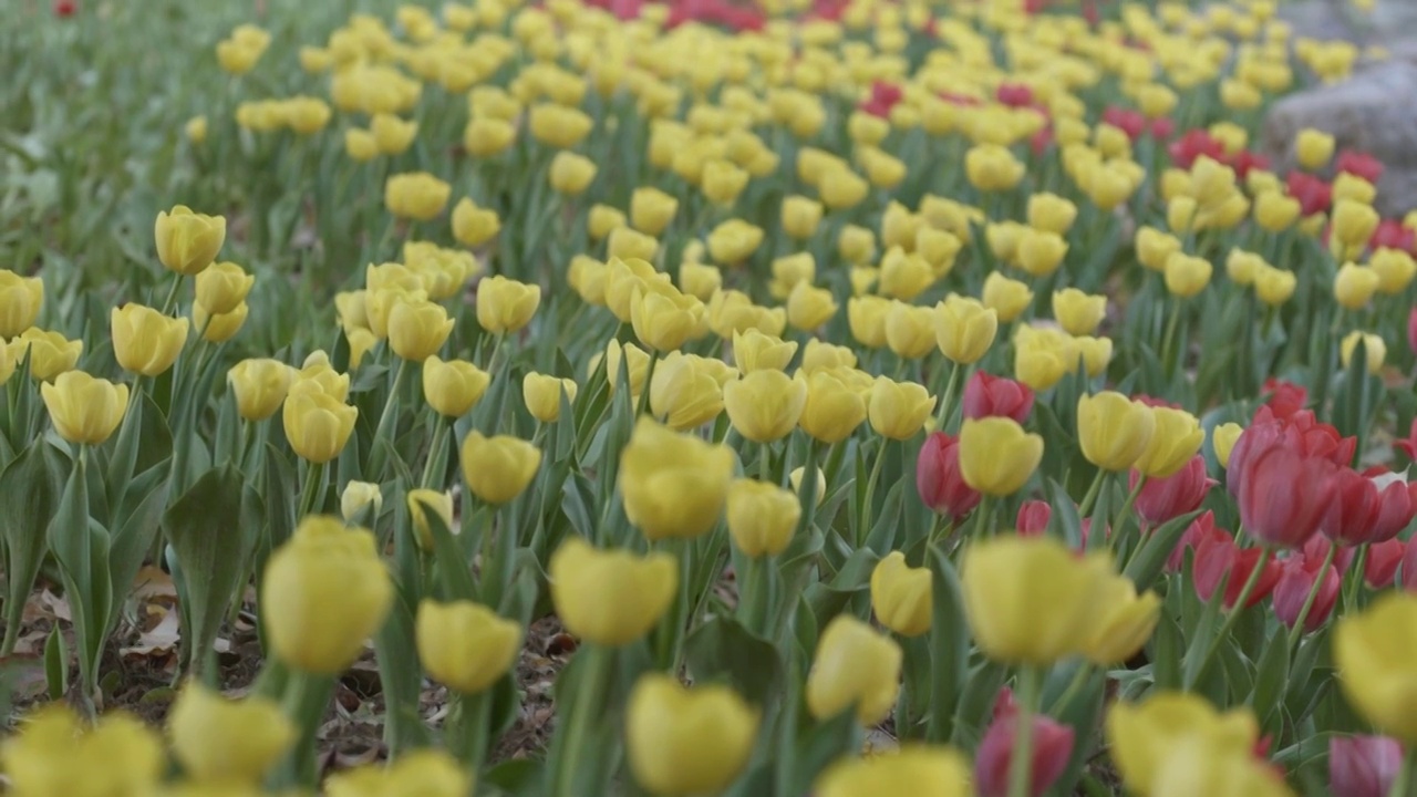 黄色郁金香花圃视频素材