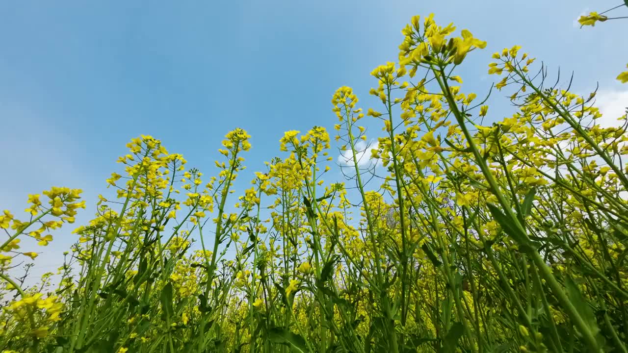 春天油菜花升格拍摄视频素材