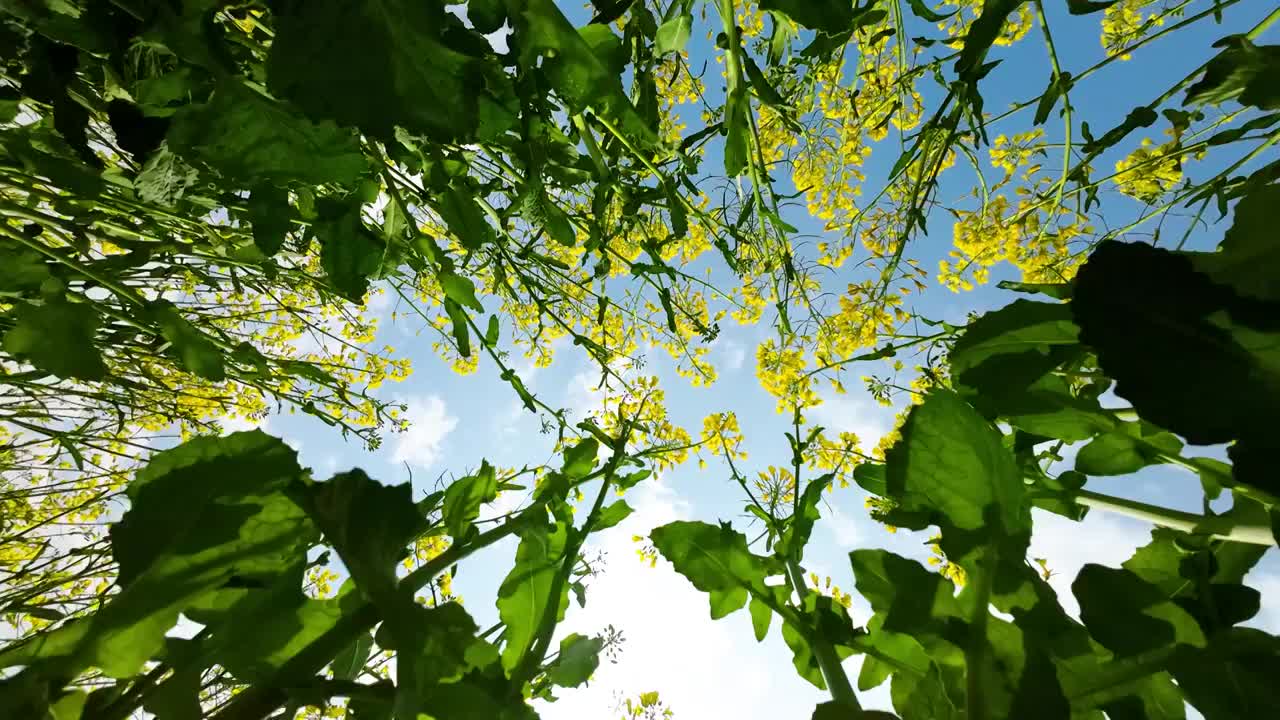 春天油菜花升格拍摄视频素材