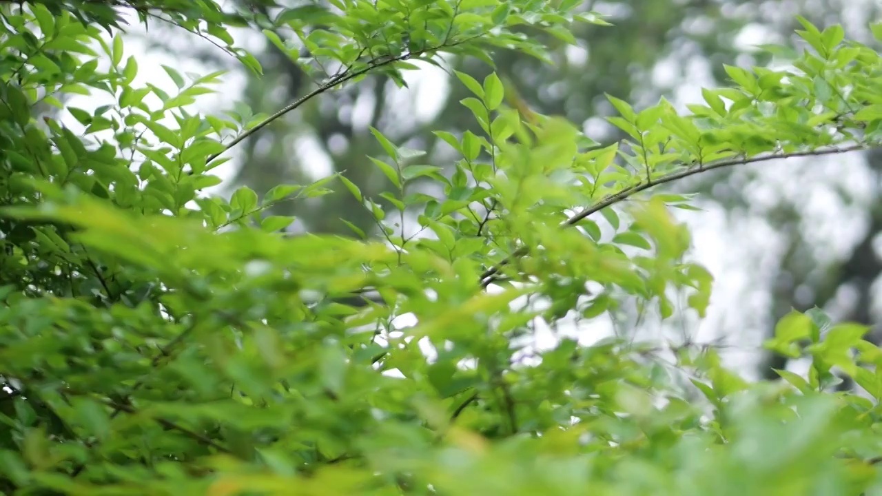 春天细雨如丝一棵翠绿植物吸收着雨水甘露枝条狭长叶子在微风中摇摆翠绿早春雨季水汽滋养森林嫩叶生态环境视频素材