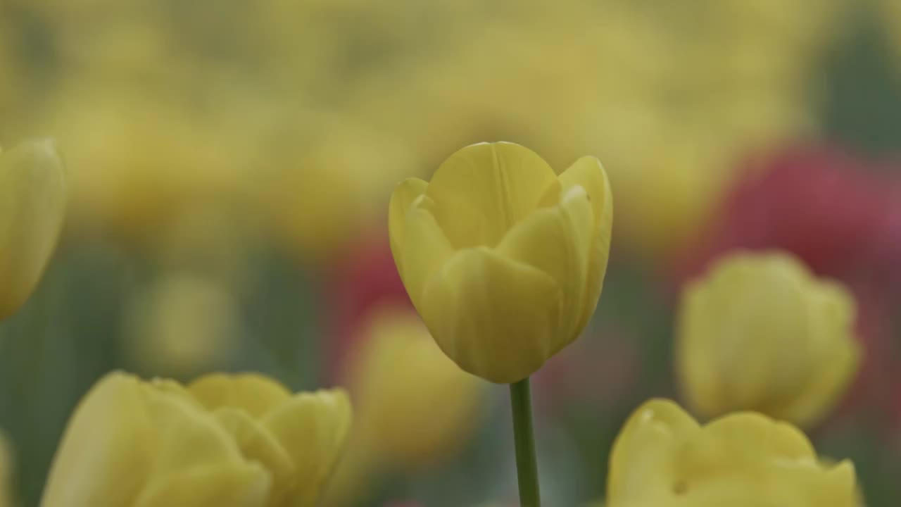 郁金香视频素材