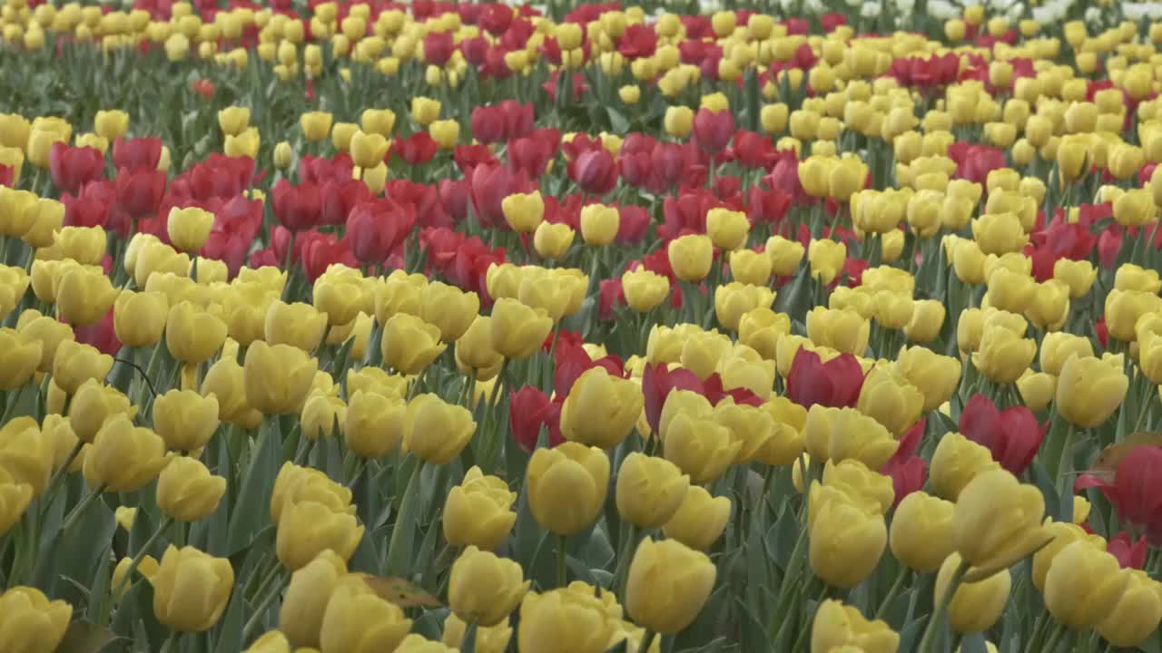 郁金香花田浇水慢镜头视频素材