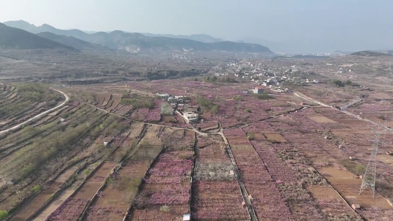 济南东泉泸村万亩桃花盛开视频素材