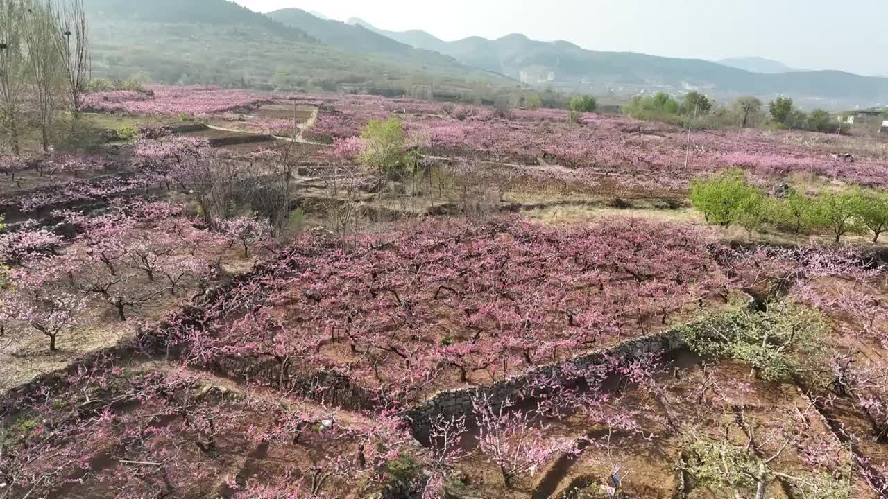 济南东泉泸村万亩桃花盛开视频素材