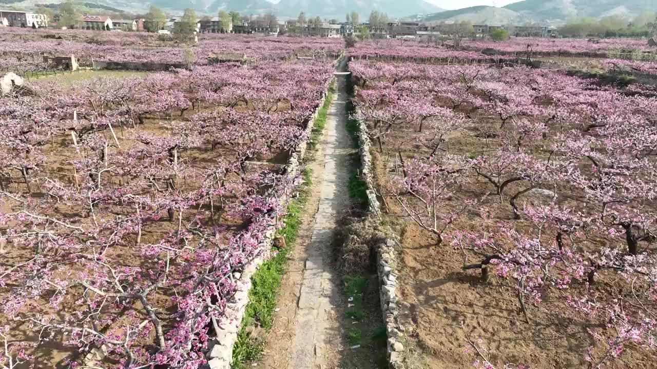 济南东泉泸村万亩桃花盛开视频素材