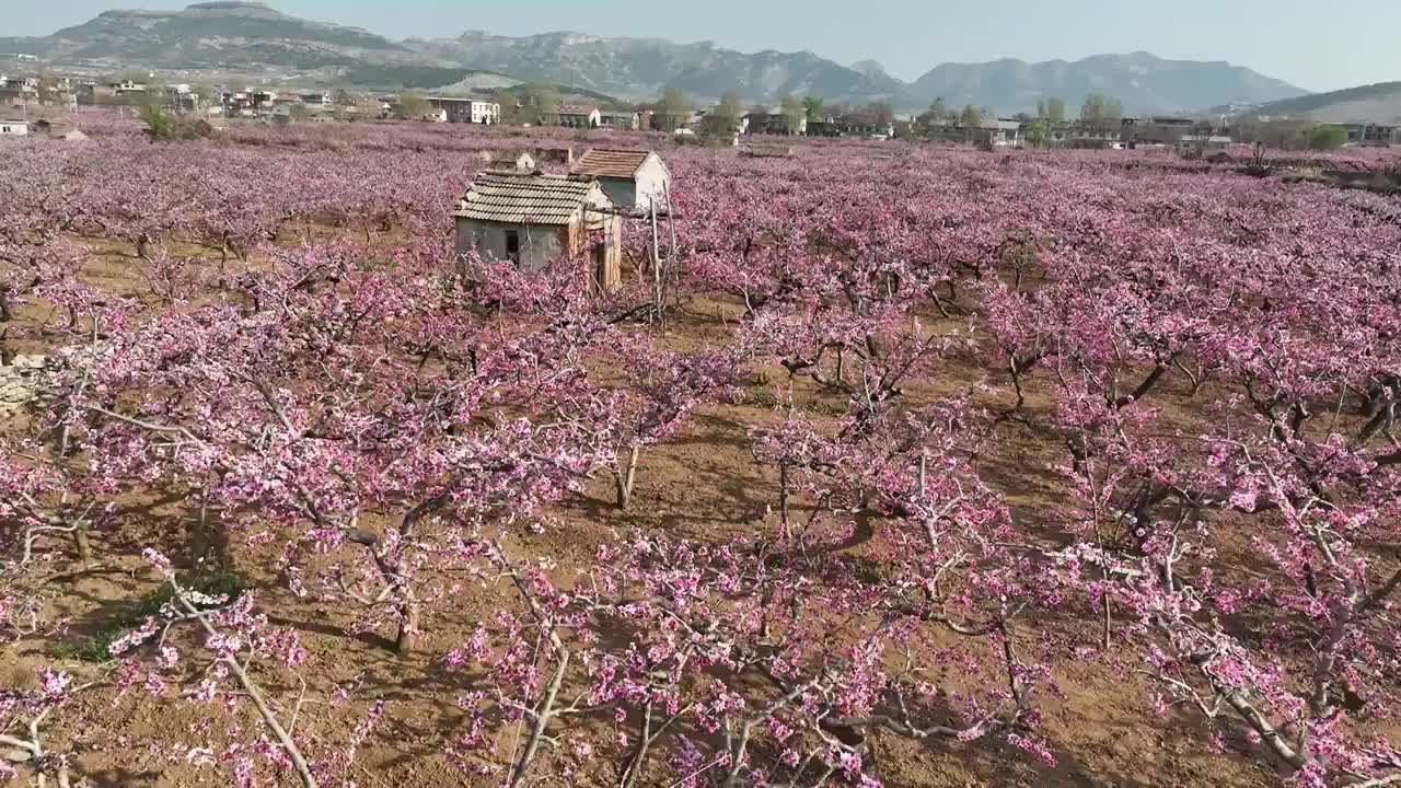 济南东泉泸村万亩桃花盛开视频素材