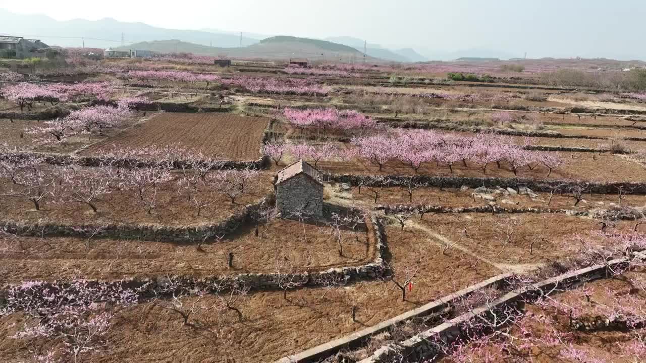 济南东泉泸村万亩桃花盛开视频素材