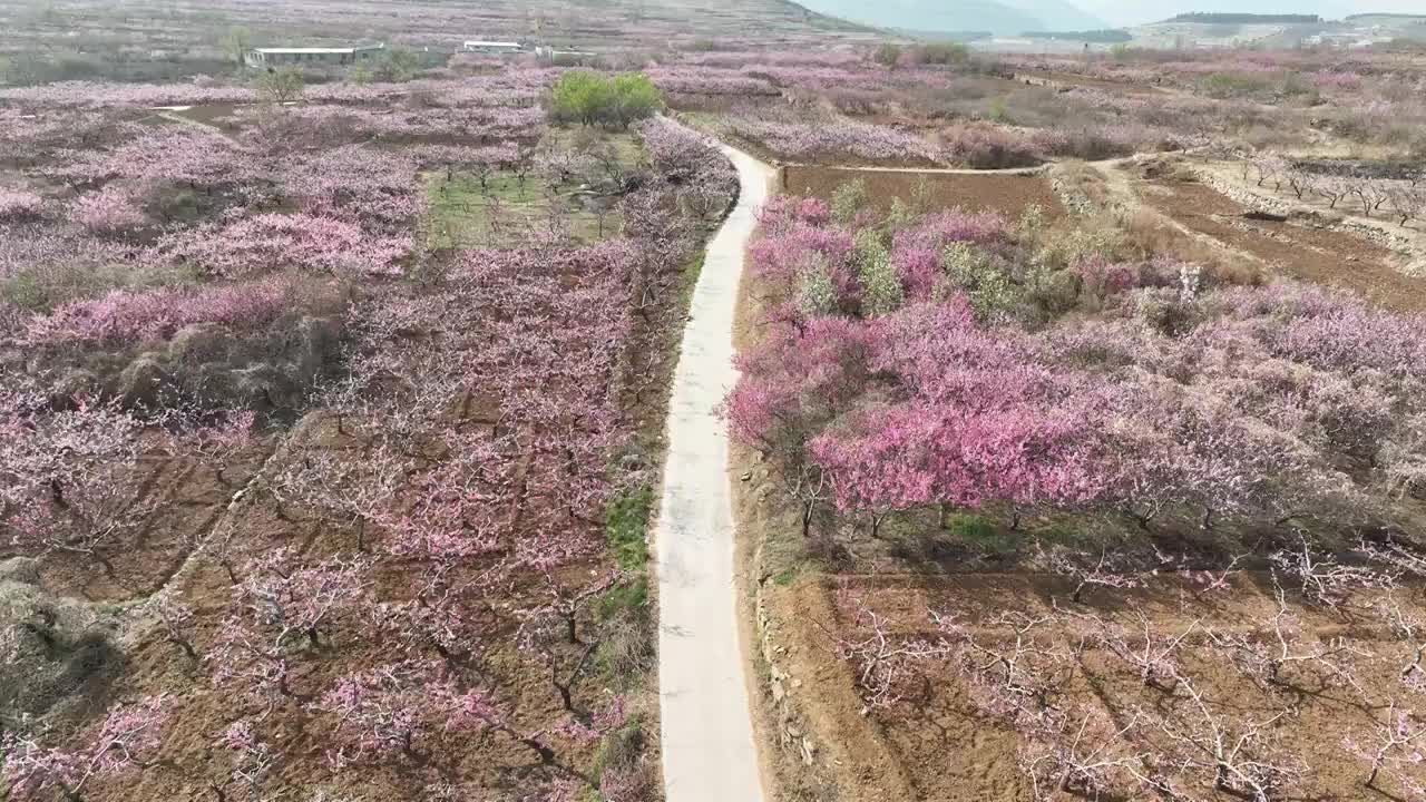 济南东泉泸村万亩桃花盛开视频素材