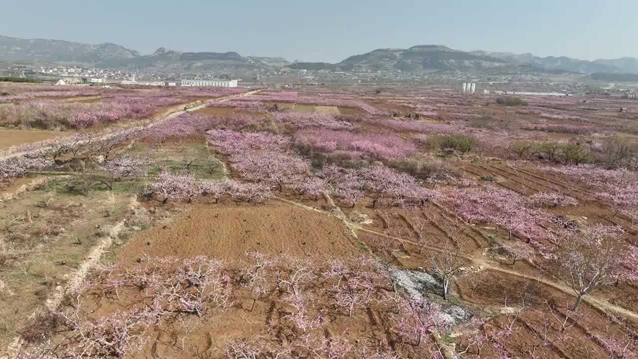 济南东泉泸村万亩桃花盛开视频素材