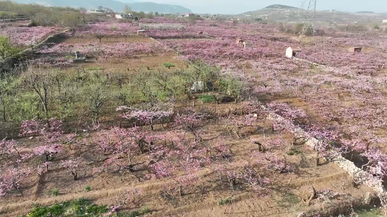 济南东泉泸村万亩桃花盛开视频素材