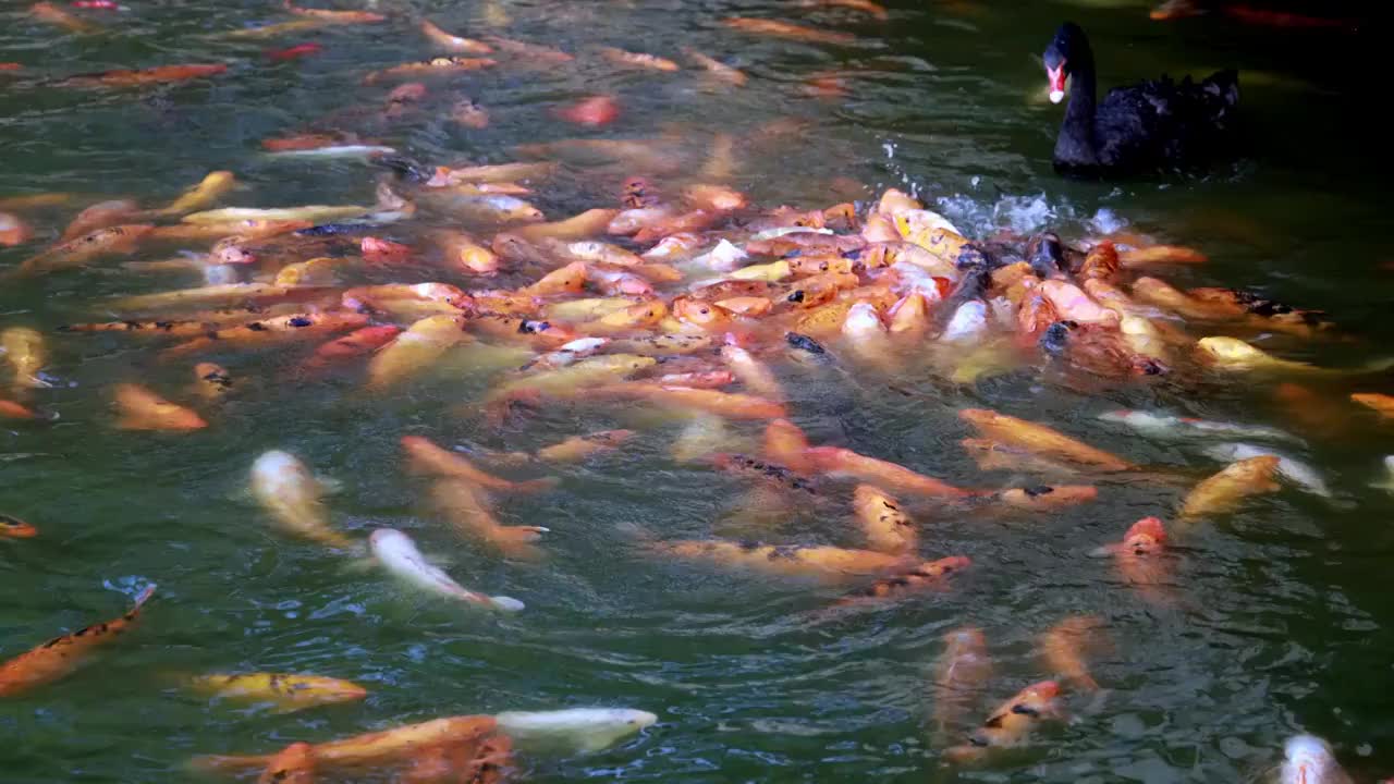 碧绿湖水中拥挤抢食的锦鲤鱼群与优雅的黑天鹅视频素材