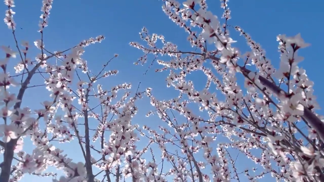 春风中吹拂中的桃花视频素材