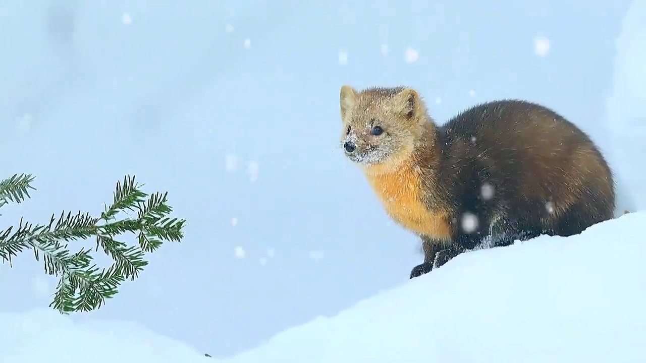 东北三宝之雪地精灵紫貂雪地里撒欢卖萌视频下载