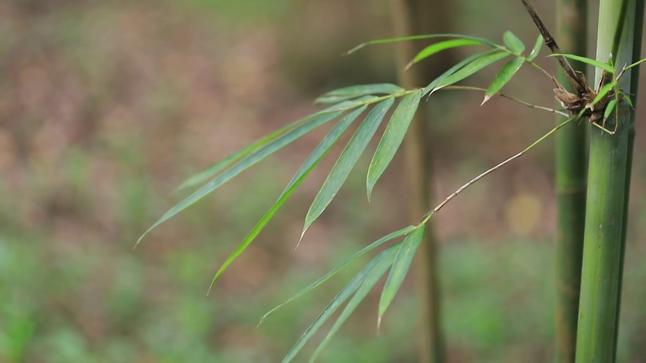 竹林竹子竹园，风中摇曳的竹叶视频素材