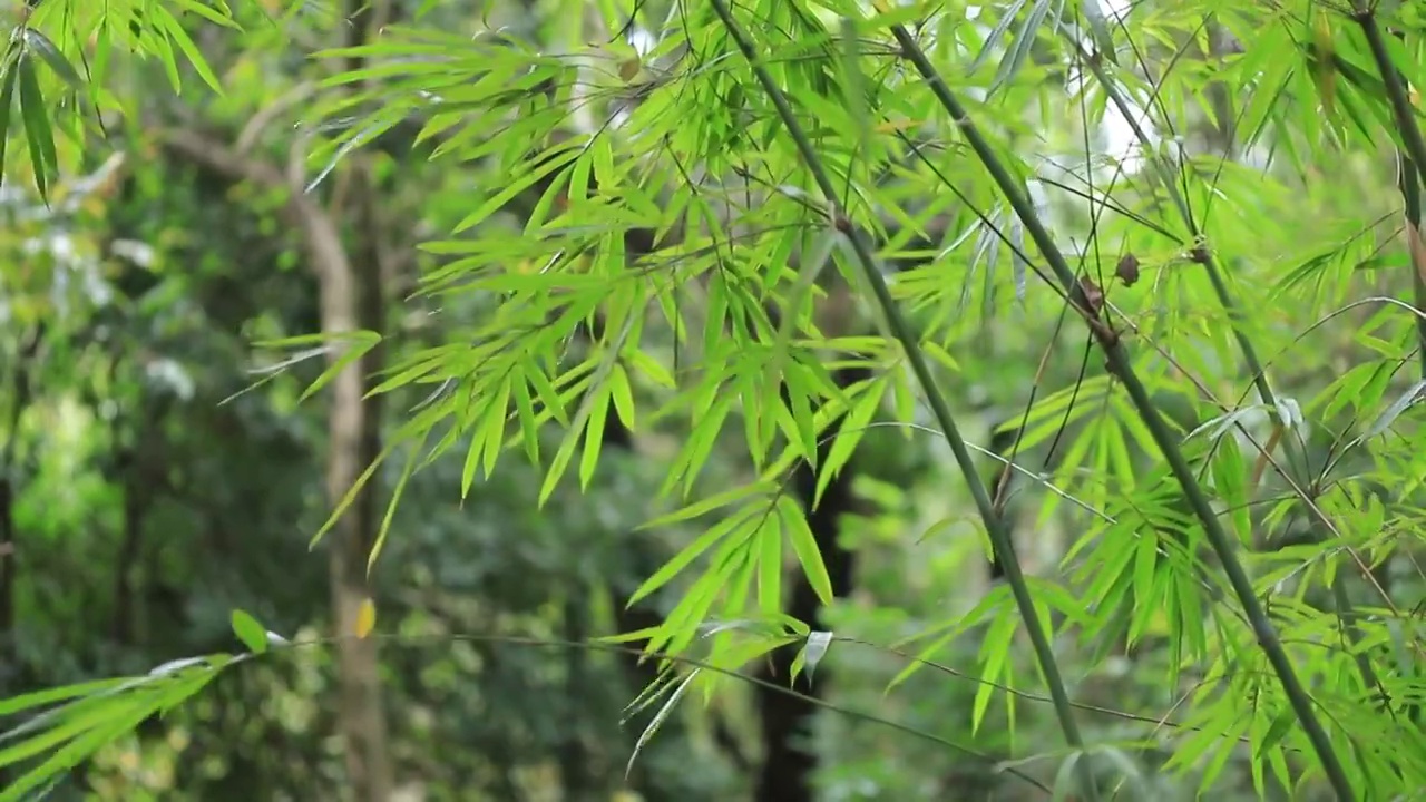 竹林竹子竹园，风中摇曳的竹叶视频素材