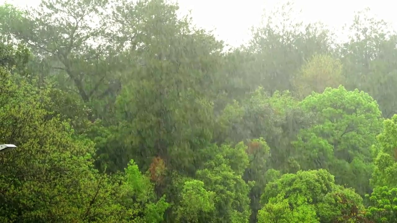 春天谷雨狂风暴雨视频素材