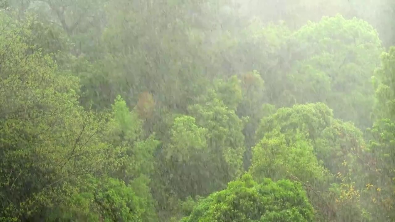 春天谷雨狂风暴雨视频素材