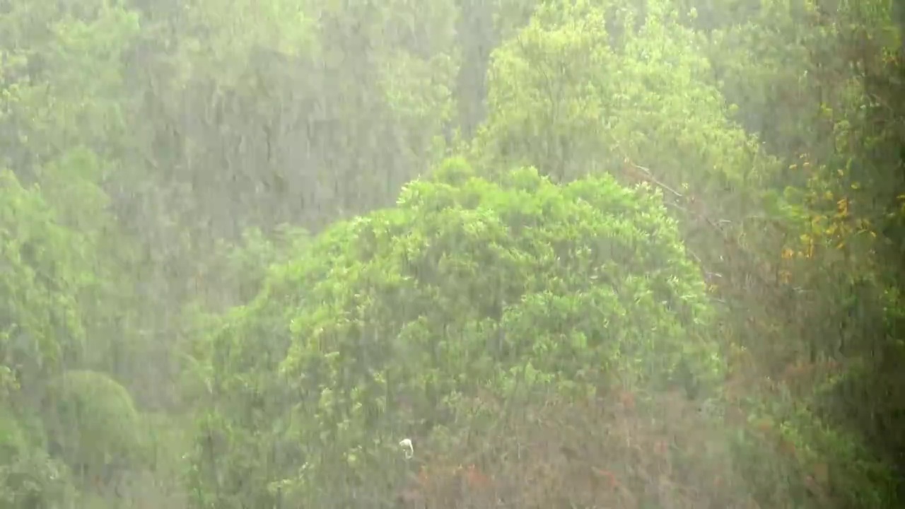 春天谷雨狂风暴雨视频素材