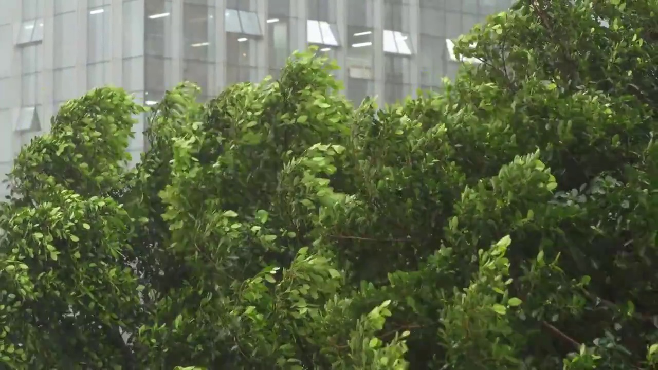 春天谷雨狂风暴雨视频素材