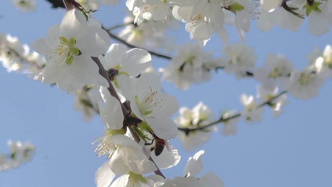 桃花中的蜜蜂视频素材